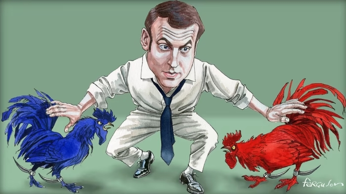 Caricature of Macron being a judge in a fight between red and blue chicken cock